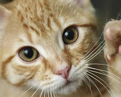 Il carattere del gatto iStock 000008162989Large