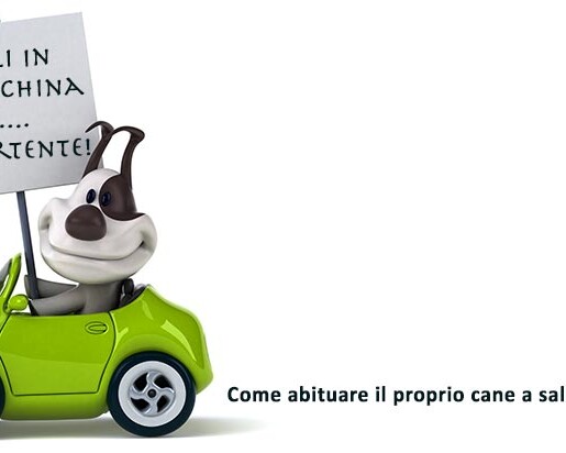 abituare cane salire auto