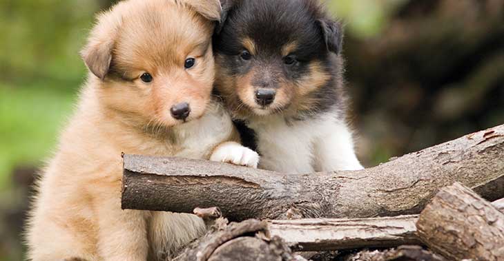 foto cuccioli indice