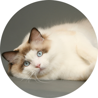 defence