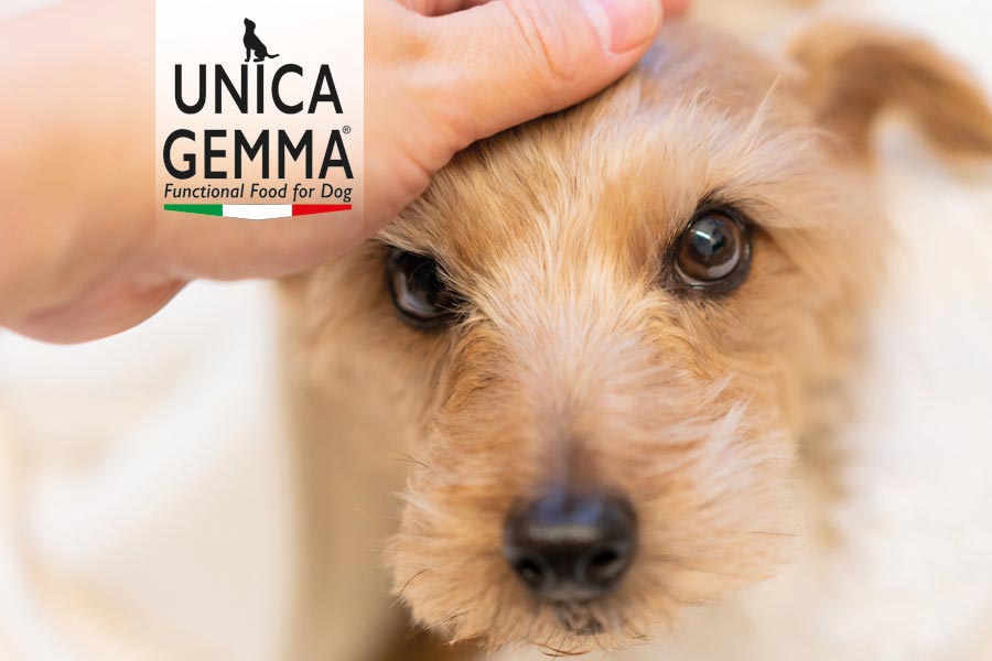 immagine home page UnicaGemma